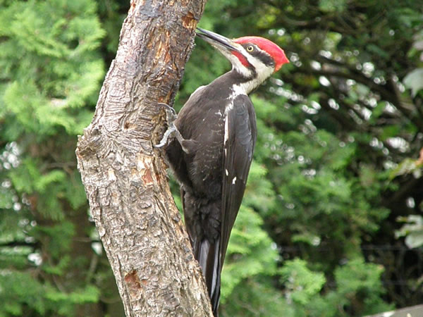 01 pileated male.jpg