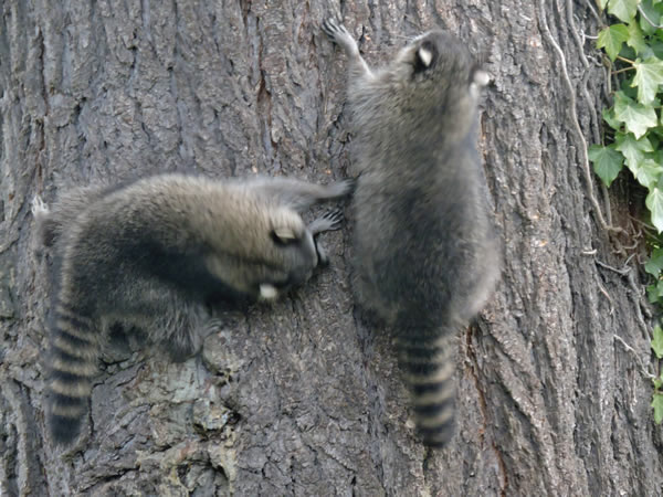01 raccoon.jpg