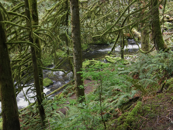01 rain forest.jpg