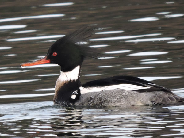 01 red breasted merganser.jpg