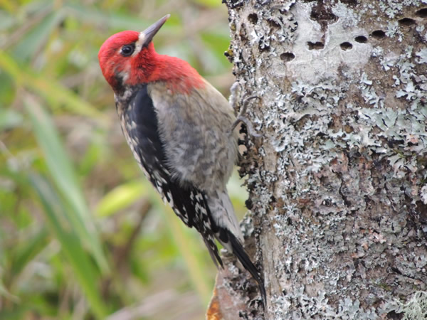 01 red breated sapsucker.jpg