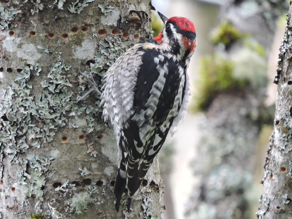 01 red naped sapsucker.jpg