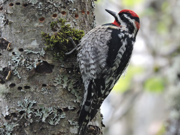 01 Red naped sapsucker.jpg