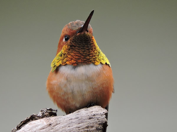 01 Rufous hummingbird.jpg