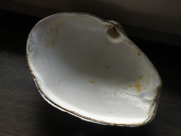 01 shell.jpg