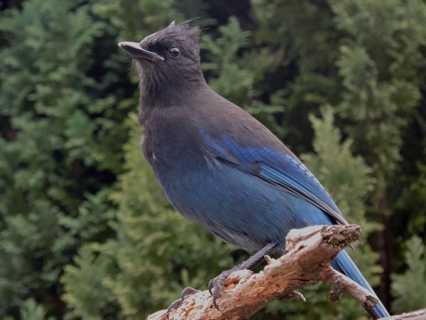 01 steller's jay.jpg