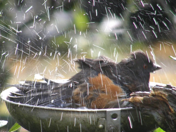 01 towhee.jpg