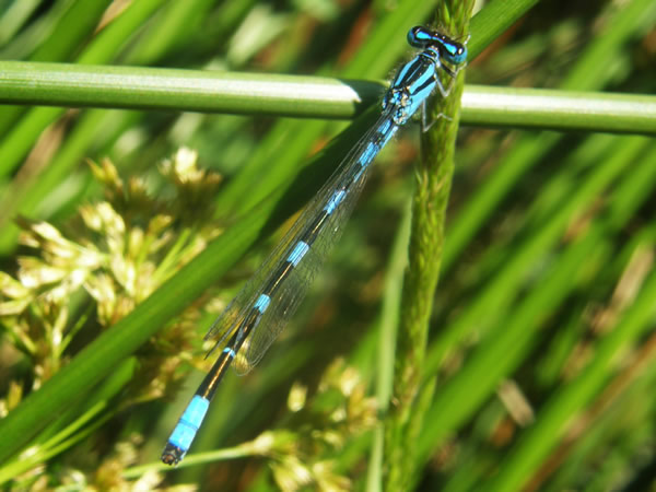 01 Tule Bluet, Enallagma carunculatum, mature male (3).JPG