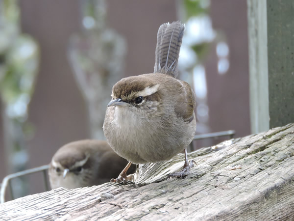 01 two wrens.jpg