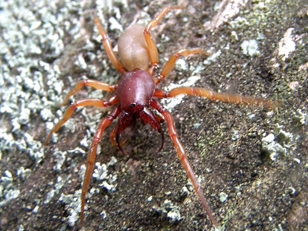 01 woodlouse spider, Dysdera crocata.jpg