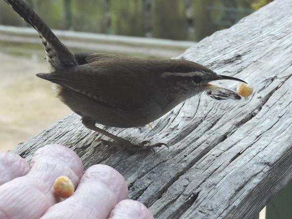01 wren on gate.jpg