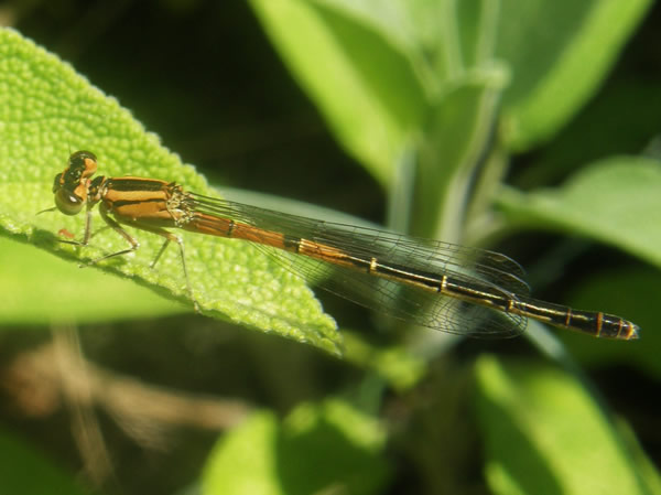 01 young female Ischnura perparva, Western Forktail.JPG