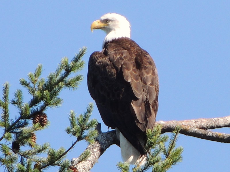 01bald eagle.jpg