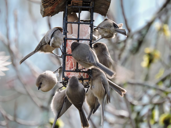 01bushtits.jpg