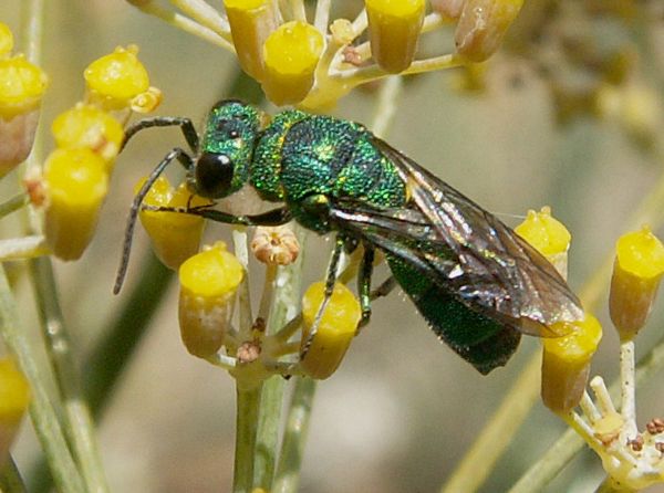 01Cuckoo Wasp .jpg