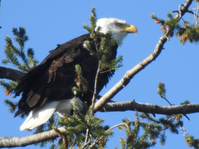 01Eagle.jpg