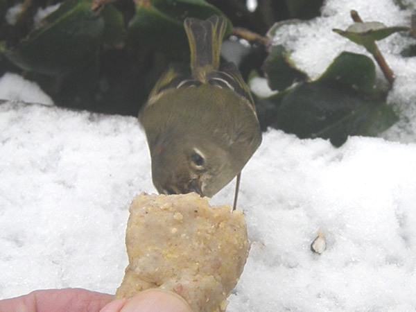 01Kinglet.jpg