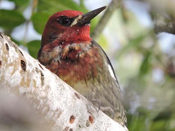 01sapsucker.jpg