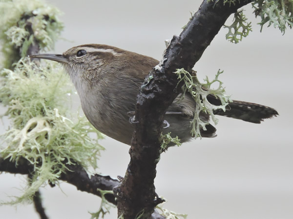 01wren.jpg