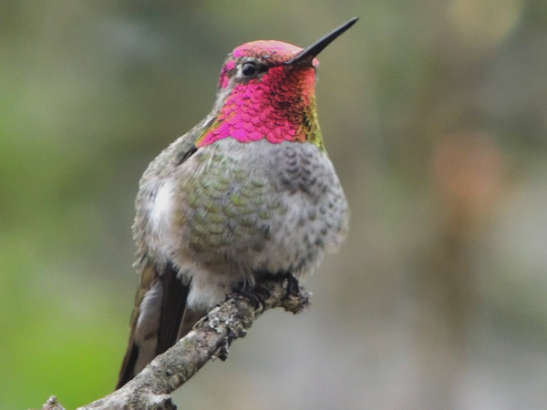 02 Anna's hummingbird male.jpg