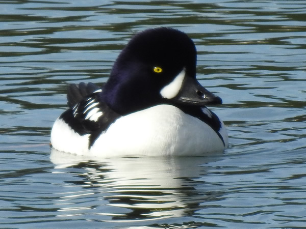 02 Barrow's Goldeneye.jpg