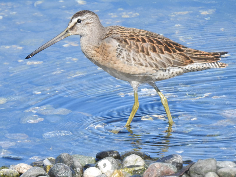 02 dowitchers.jpg