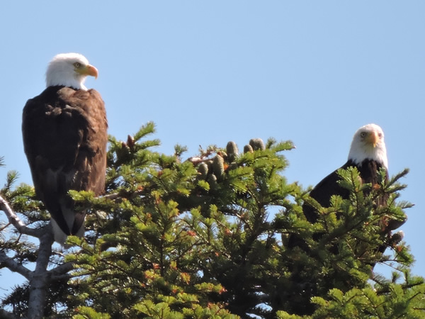 02 Eagle.jpg