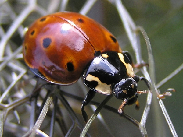 02 Eye-spotted Lady Beetle, Anatis mali.jpg