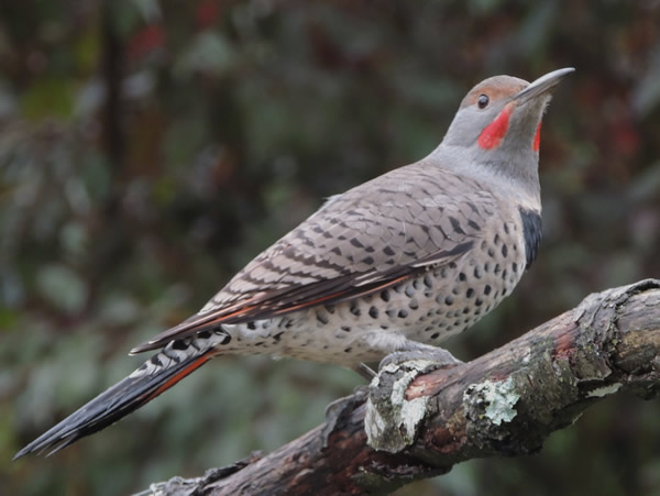 02 flicker.jpg