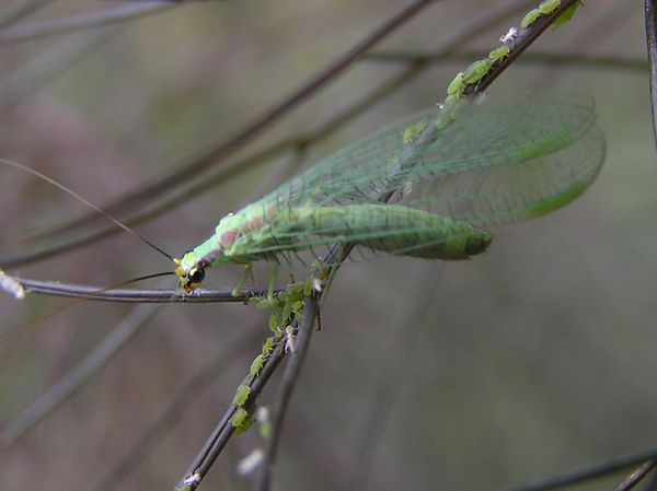 02 Green lacewin.jpg