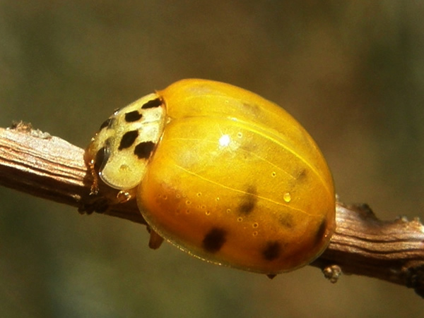 02 Harmonia axyridis (2).jpg