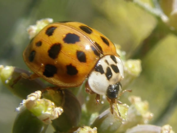 02 Multicolored Asian Lady Beetle, Harmonia axyridis.jpg
