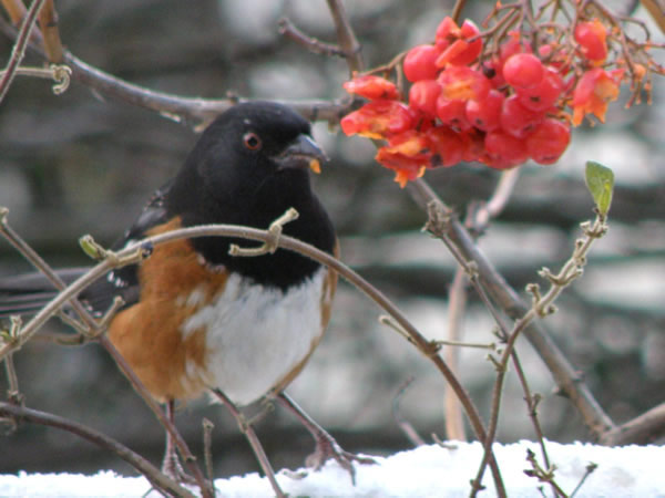 02 towhee.jpg