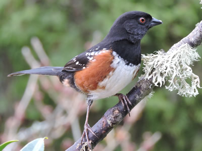 02 towhee.jpg