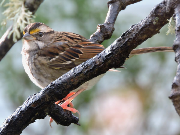 02 white throat.jpg