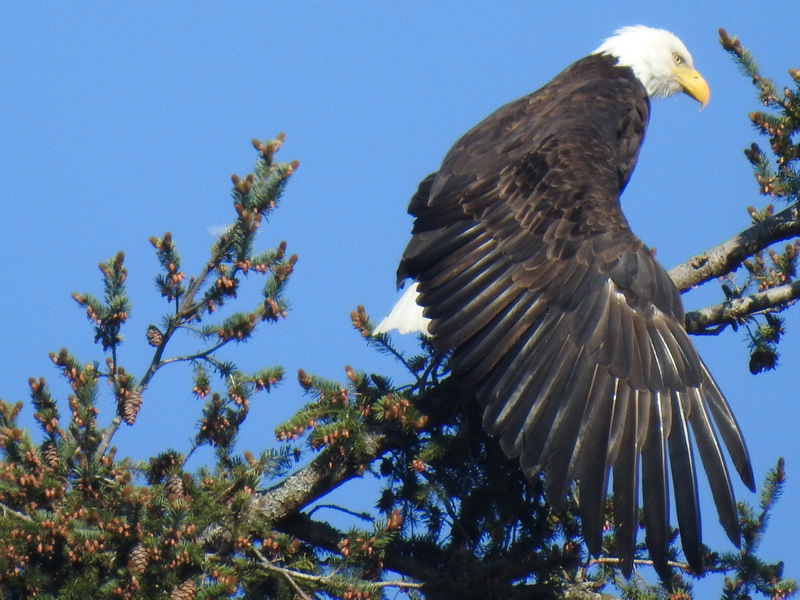 02Eagle.jpg