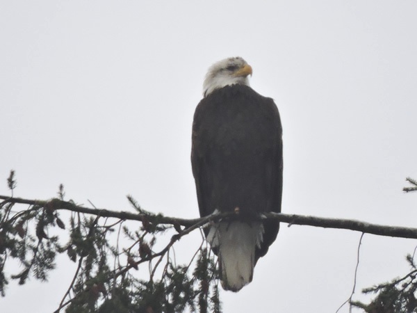 02Eagle.jpg