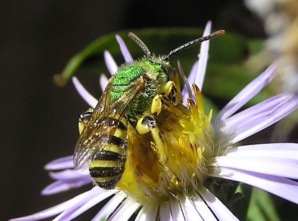 02green metellic wasp, Agapostemon femorata.jpg