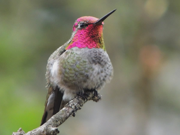 03 Anna's hummingbird male.jpg