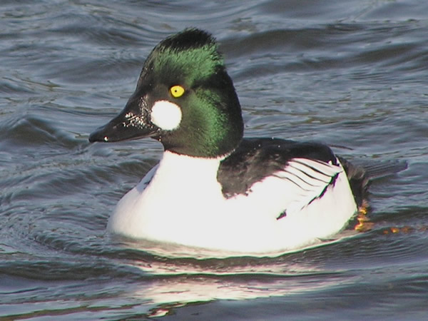 03 goldeneye2.jpg