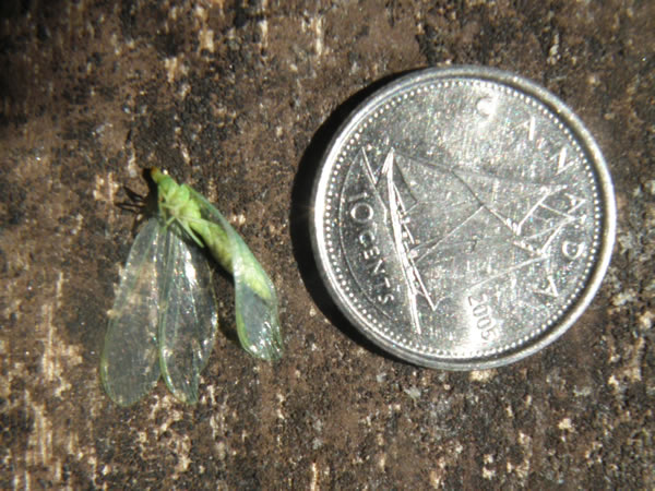 03 Green lacewing.jpg