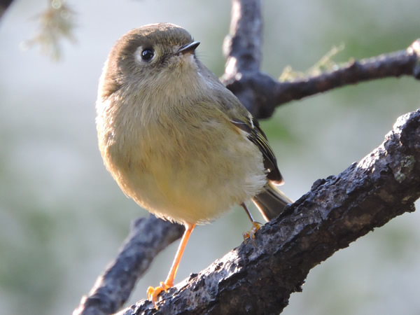 03 ruby kinglet.jpg