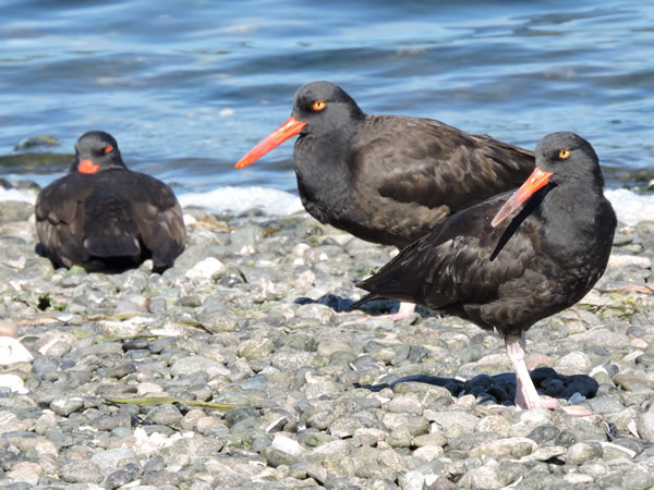 03 Three oystercatchers.jpg