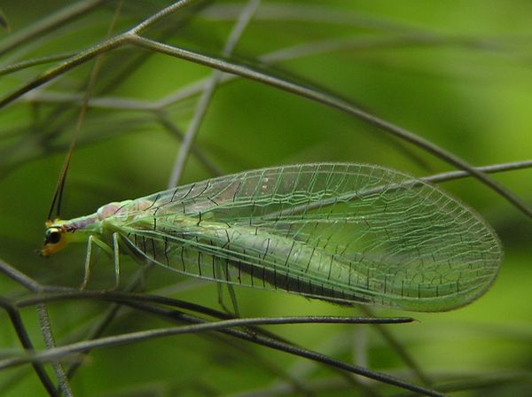 04 Green lacewing.jpg