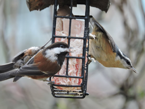 04chickadee, nuthatch.jpg