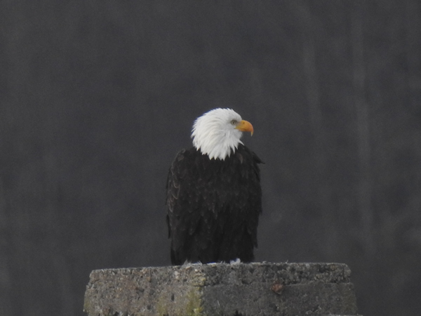 04eagle.jpg