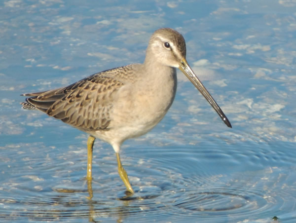 04Long billed dowitcher.jpg