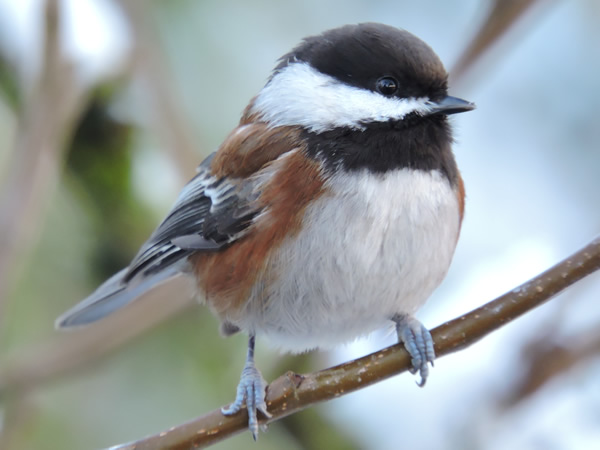 05 chickadee.jpg