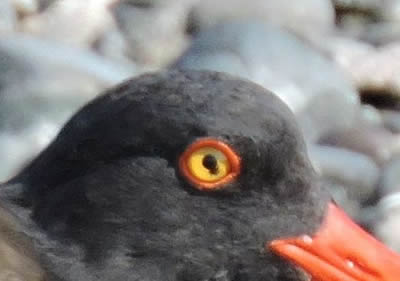 05 ostercatcher.jpg