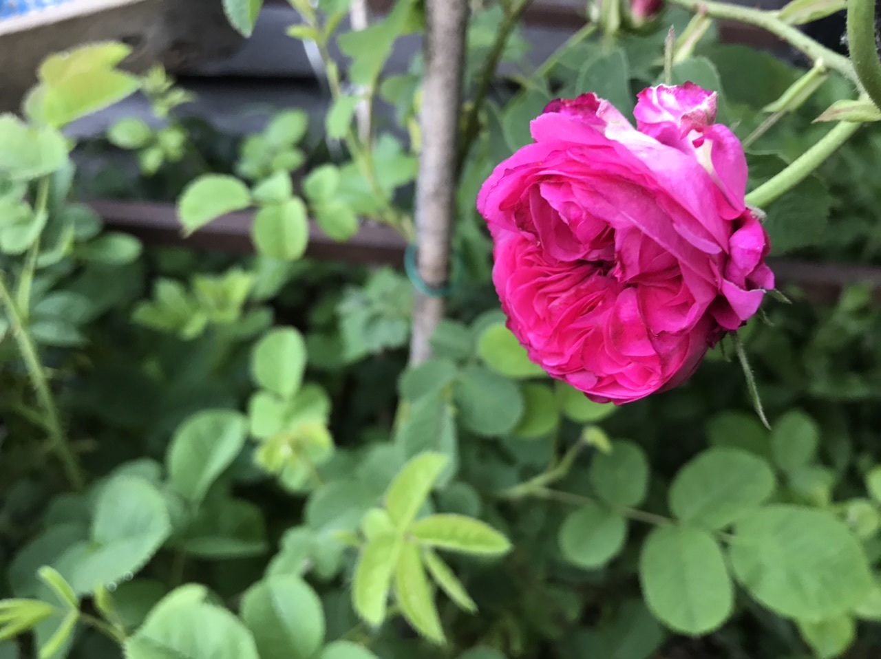 05A0B1D7-995F-4F1B-B5D6-D94781E1199C.jpeg